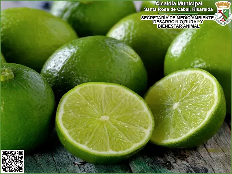 Limón 