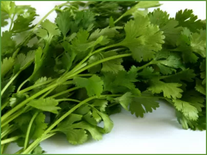 Cilantro