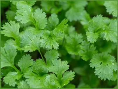 Cilantro 