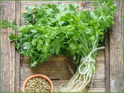 Cilantro