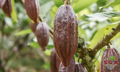 Colombia registró la mayor producción de cacao de la historia, en el último año cacaotero